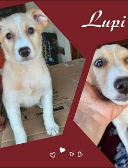 Lupi - Köln