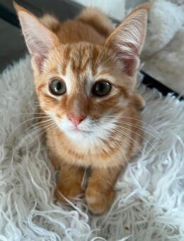 Süße Babykatzen suchen liebevolles Zuhause!🐾 - Bochum Eppendorf