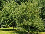 Gartenhilfe gesucht - Rheurdt