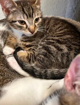 Süße Kitten abzugeben – sehr zutraulich & an Kinder gewöhnt Katzen Babys Kätzchen - Oberhausen
