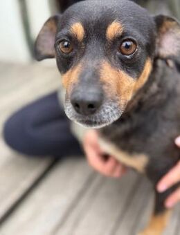 Boss2 LM - Kleiner Schatz sucht Sicherhe - Neustadt (Rübenberge)