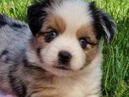 Toy -/ Miniature Australian Shepherd Welpen - Moosburg (Isar)