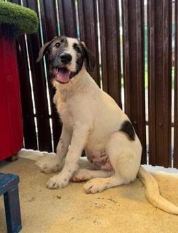 🐾 Verspielter junger Fabi 🐕 - Eislingen (Fils)