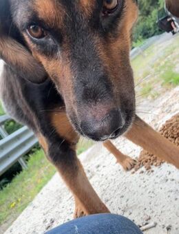 Fröhliche Cola sucht ihre Menschen! - Großefehn