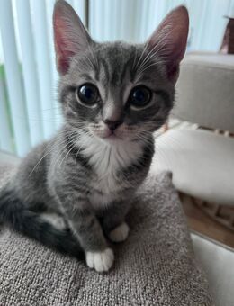 BKH Britisch Kurzhaar Kitten - Lübeck