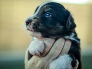 Mini Aussies vom Mühlbachtal - Miniatur Australien Shepherd Welpen - Miehlen