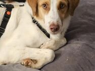 Loki: Ein Schelm sucht sein Zuhause - München