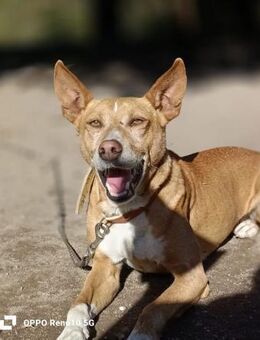 COWHEN 💙 sucht seine eigene Familie - Fahrenzhausen