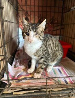 Handicap Kater Milo aus dem Tierschutz - Grevenbroich