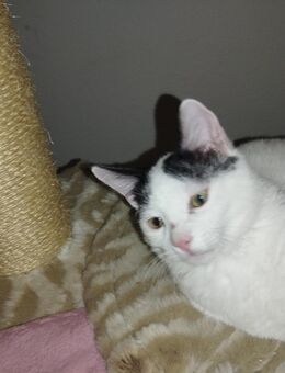 Verkaufe Mischlings Kater - Beckum Zentrum
