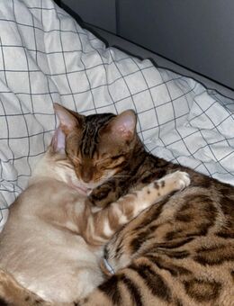 Bengal Katzen - Dreieich