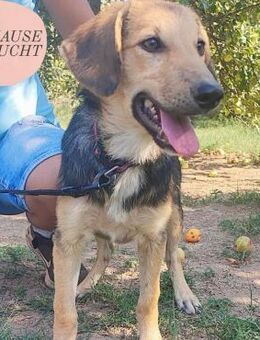 Welpenmädchen Lilly sucht ein Zuhause ❤️ - Saarbrücken