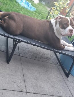 American bully - Hannover