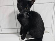 Ich suche ein liebevolles Zuhause 🐈‍⬛🌸❤️ - Plau (See)