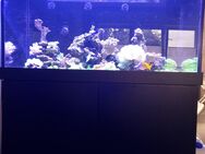 Aquarium red sea max s 500 in schwarz matt - Langerwehe