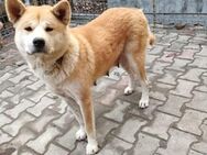 Akita Inu-Mix, Katara sucht ein Zuhause - München