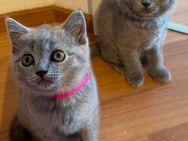 BKH Kitten reinrassig in der Fellfarbe blue - Velbert