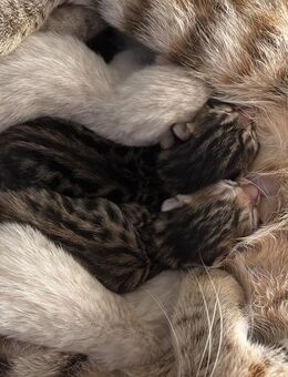 Bengal kitten - Grevenbroich Zentrum