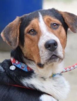 Ramos - freundlich & verspielt - Lohmar