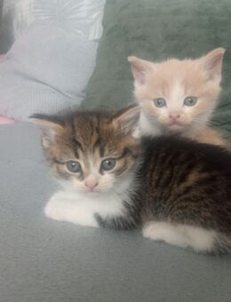 BKH Mix Kitten suchen ein Zuhause - Marl (Nordrhein-Westfalen)
