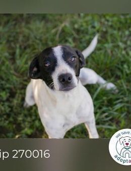 Chip 270016: Sucht ein Zuhause - Kirchzell