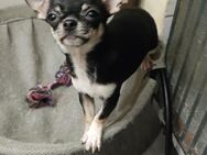 Chihuahua Welpen