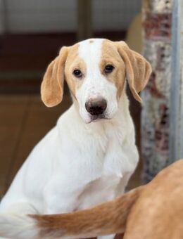 Monty Mix Rüde ca. 7 Monate alt in GR - Reutlingen