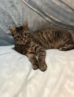 Milo aus dem Tierschutz - Grevenbroich