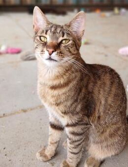 ✨🐈Süßer junger Kater Mufasa🐈✨ - Eislingen (Fils)