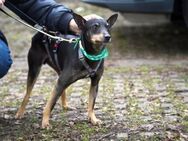 kleiner Pipo sucht sein Zuhause - Duisburg