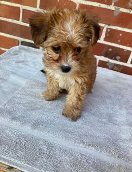 5 Yorkipoo Welpen abzugeben geb. am 7.5.25 - Bakum