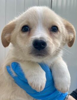 VALENTINA - zuckersüßes Welpenmädel - Dänischenhagen