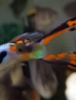 Guppy Männchen, Gabelschwanz - Hohenroth