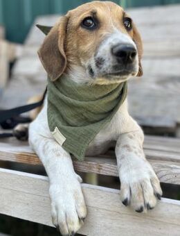 Ozzy - Lieber, junger Rüde sucht Zuhause - Berlin