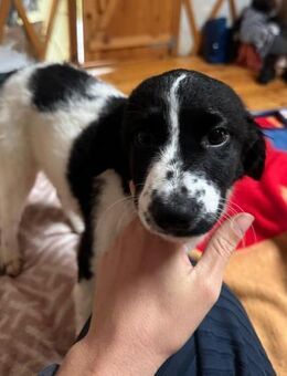 Sidney- verschmußt und schüchtern - Haan