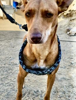 Amiga, freundlich, offen, verspielt - Westerholt