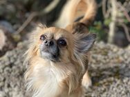 Chihuahua Hündin in beste Hände abzugeben - Eisenach