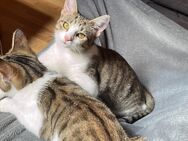 Zwei Katzen abzugeben (6 Monate) - Bad Hindelang