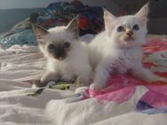 Heilige Birma Kitten /Jungs