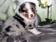 Australian Shepherd Welpen aus langjähriger liebevoller Hausaufzucht ASCA - Eichenzell