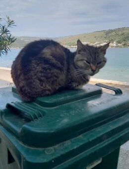 Liebe Hinki sucht passendes Zuhause - Margetshöchheim