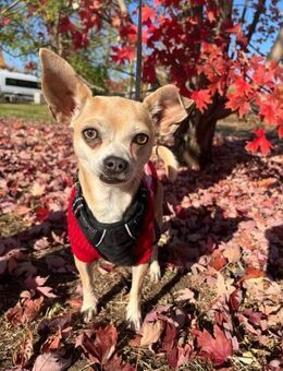 Filou 3-jähriger Chihuahua sucht sein Gl - Kassel