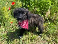 Diese tolle Hündin Lilly und ihre Welpen suchen ein Zuhause - Angern