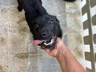 Holly (Rüde ) wartet in Italien - Köln