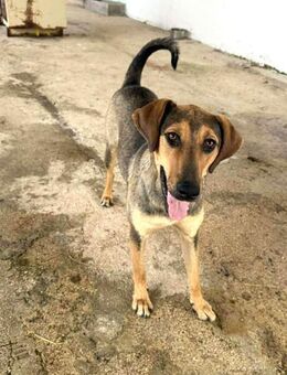 Leika Mix Hündin ca. 1 Jahr alt in GR - Reutlingen