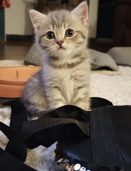 Abgabebereit 5 reinrassige BKH Kätzchen Kitten - Welzheim