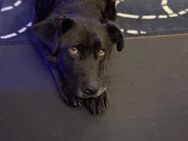 Lexi - Schönheit sucht Zuhause - Kallmünz