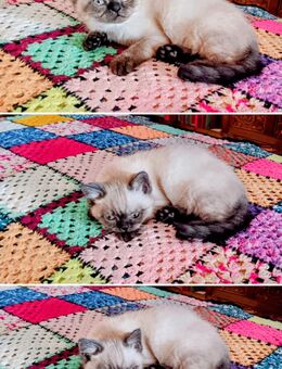 Perser Mix Kitten - Dunningen