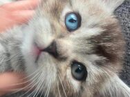 Bkh Kitten 2 Kitten haben 2verschieden Augen Farben - München