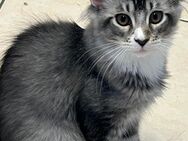 Maine Coon Kitten - Vechta